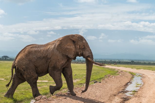 mighty-bull-2026-01-05-06-03-04-utc