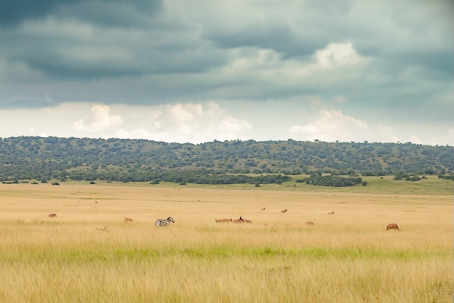 4 Days 3 Nights Masai Mara Budget Camping Safari