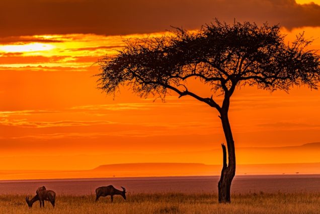 Kenya & Tanzania Safari 2026 8 Days / 7 Nights Rift Valley Lakes to Endless Plains