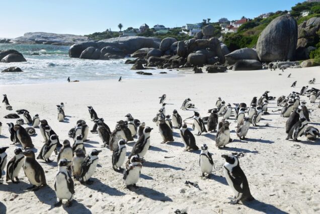 CAPE TOWN EASTER VACATION