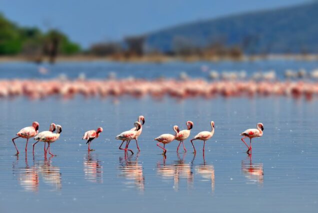 Discover Tunza: Nature’s Hidden Paradise