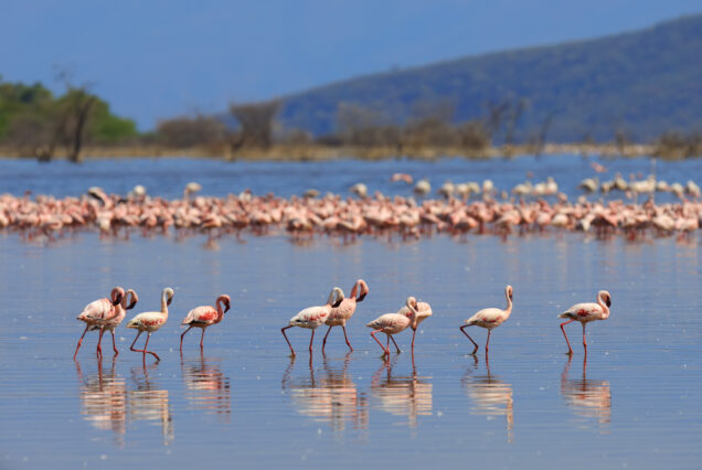 9 Days Kenya Wildlife & Cultural Experience Safari