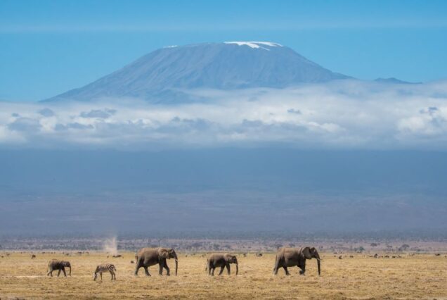 8 Days Amboseli, Lake Naivasha, Lake Nakuru &Masai Mara Private Safari