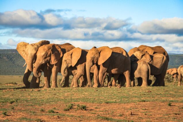 Wild Tunza Expedition: Maasai Mara and Rift Valley Safari Adventure.