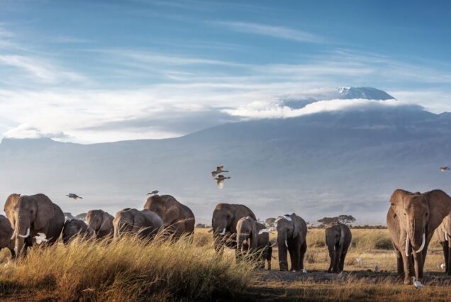 5 Days Mount Kenya & Aberdare Wildlife Safari