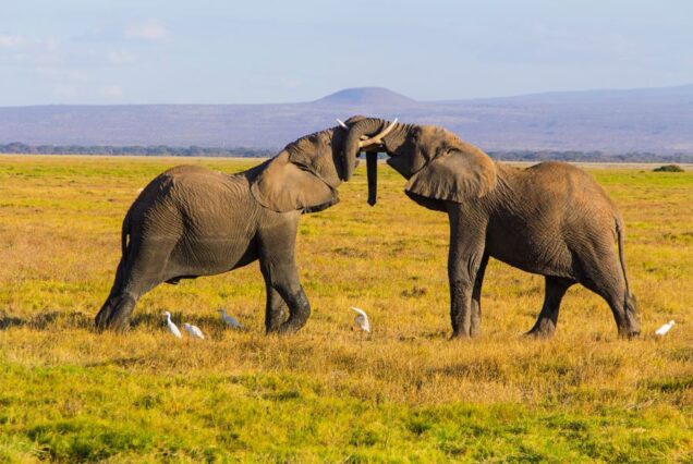 3 Days Amboseli Fly-In Luxury Safari