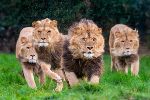 8 Days Amboseli, Lake Naivasha, Lake Nakuru & Masai Mara Private Safari