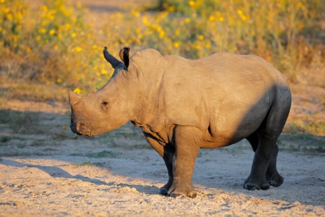 Tunza Group Explorer Package