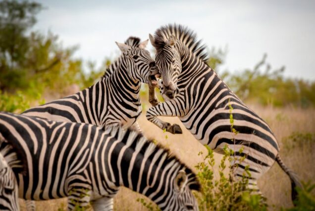10 Days Kenya Explorer Safari Adventure