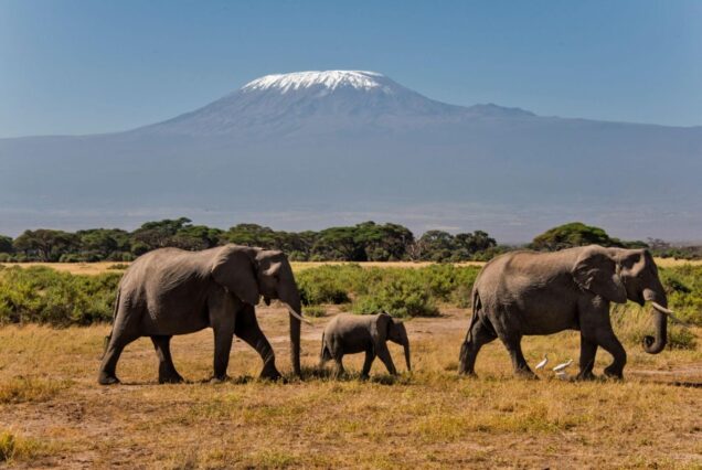 3 DAYS 2 NIGHTS AMBOSELI CAMPING SAFARI – ELEPHANT TRAILS ADVENTURE