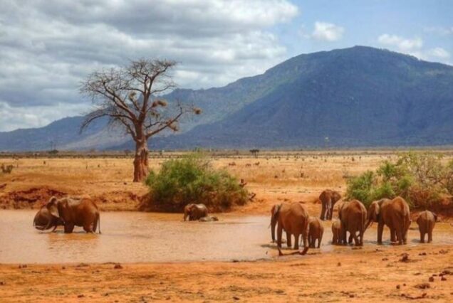 3 DAYS 2 NIGHTS TSAVO EAST CAMPING SAFARI