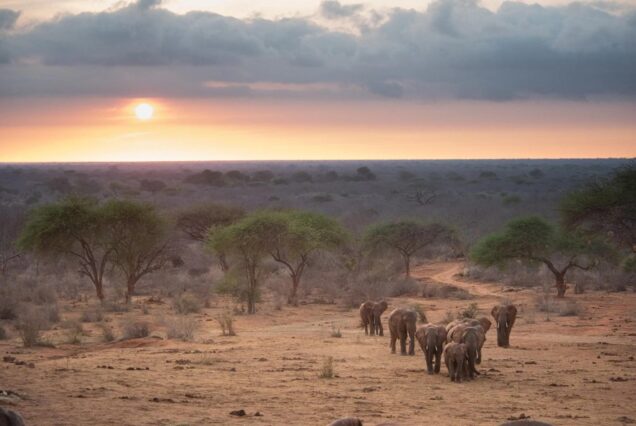 5 DAYS 4 NIGHTS TSAVO EAST LUXURY SAFARI