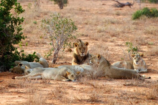 6 DAYS 5 NIGHTS TSAVO EAST & TSAVO WEST LUXURY SAFARI