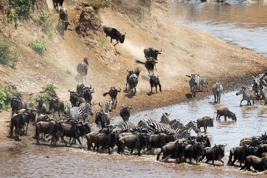 Great Wildebeest Migration Mara River crossing in Masai Mara