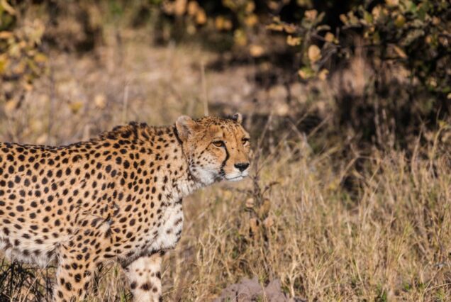 5 DAYS MASAI MARA & LAKE NAKURU BUDGET CAMPING SAFARI