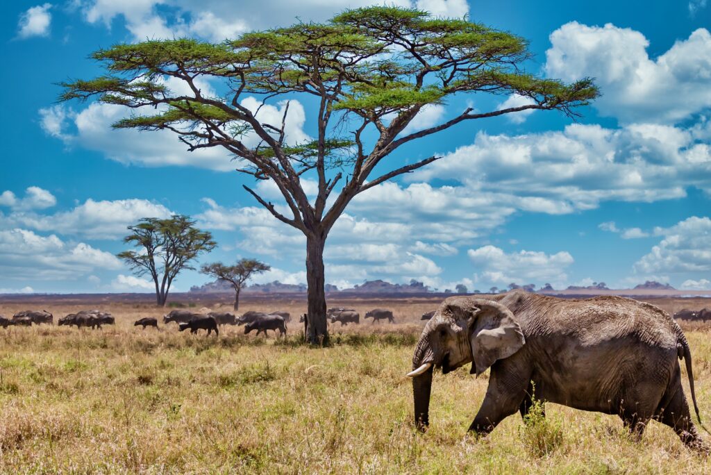 elephant in savannah with buffaloherd and -trees