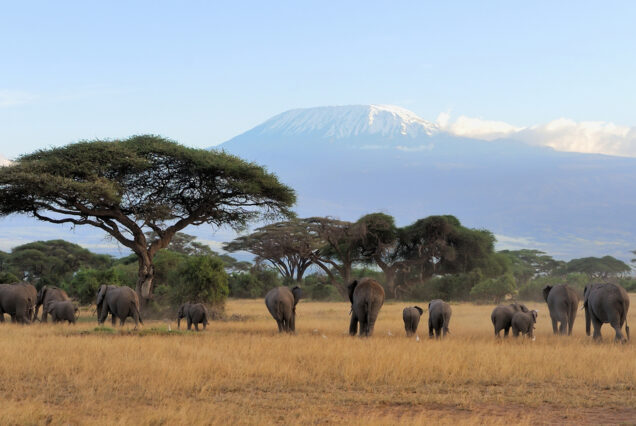 6 DAYS MASAI MARA, LAKE NAKURU & AMBOSELI SAFARI