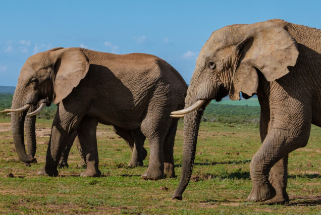 7 DAYS MASAI MARA, LAKE NAKURU & AMBOSELI LODGE SAFARI
