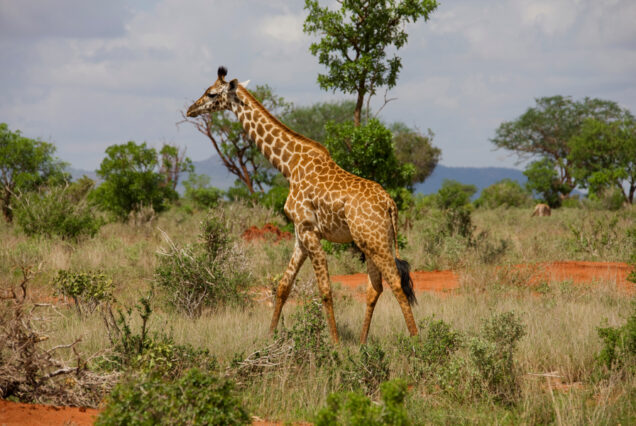 8 DAYS KENYA SAFARI WITH DIANI BEACH DROP-OFF