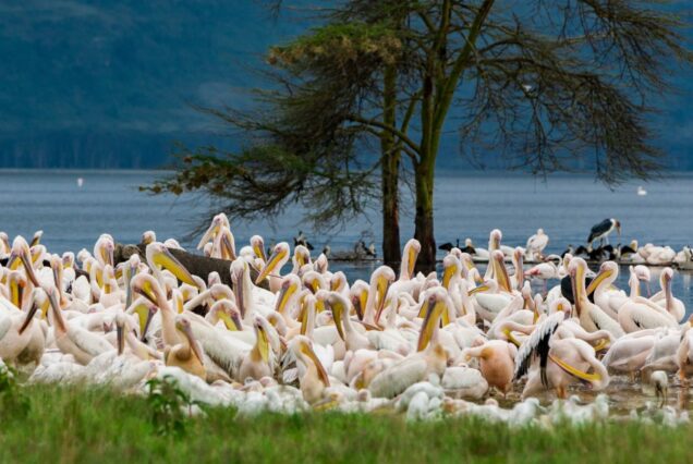 3 DAYS 2 NIGHTS LAKE NAKURU MID-RANGE SAFARI