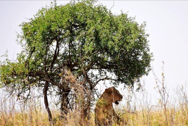 NAIROBI NATIONAL PARK HALF-DAY SAFARI