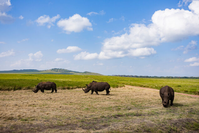 Rhinoceros White Rhino Wildlife Animals Wild Lewa Kenya Landscapes