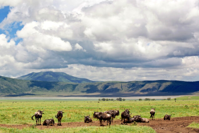 9 DAYS KENYA & TANZANIA GROUP JOINING SAFARI