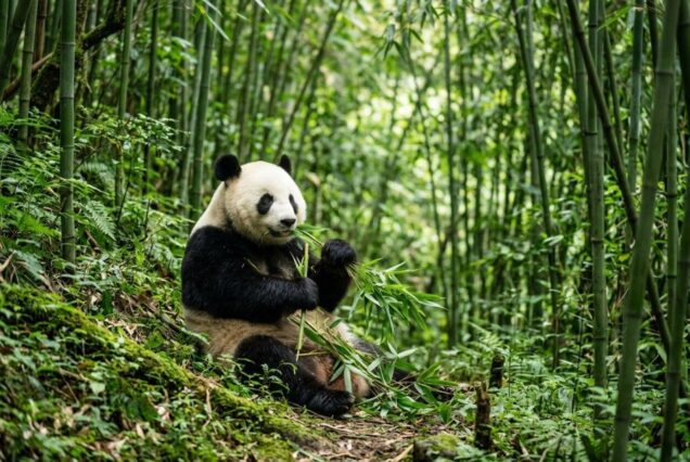 10 DAYS CHINA HIGHLIGHTS & PANDAS HOLIDAY PACKAGE FROM KENYA