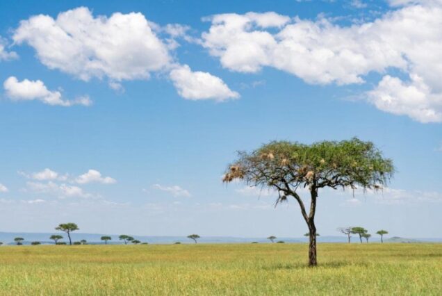 4 DAYS SERENGETI & NGORONGORO SAFARI